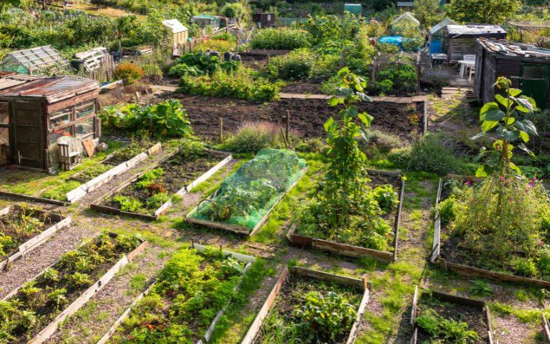 Allotment Week 2025 Blog 1